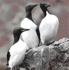 Thick-billed Murre